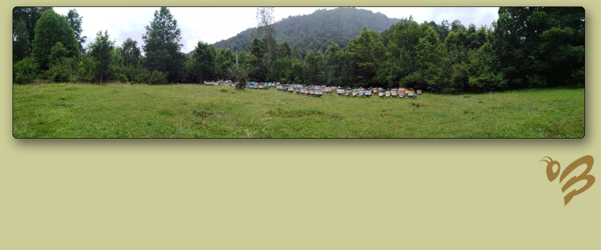 Miel de Ulmo Orgánica